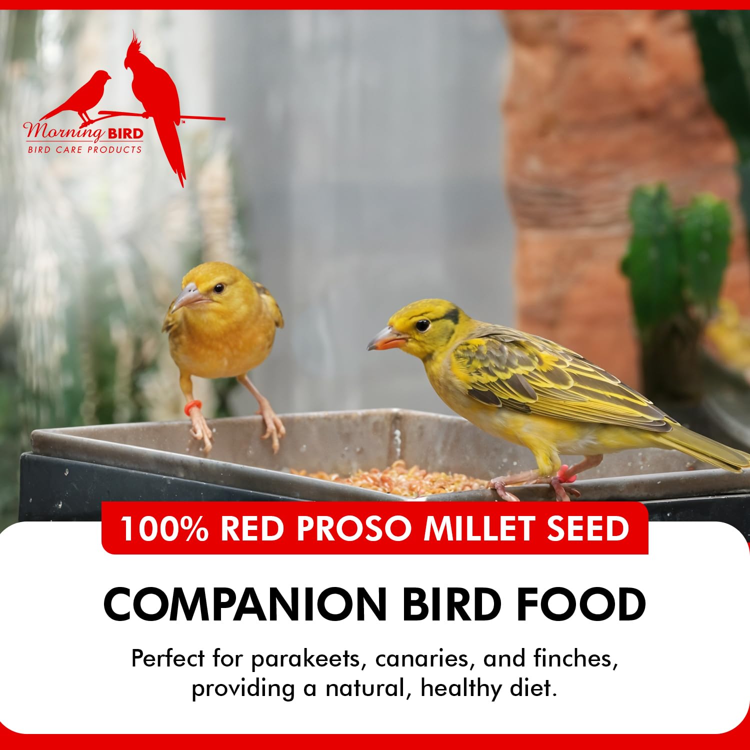 Morning Bird Millet Rouge Proso vertus nutritionnelles — vitamines et minéraux essentiels.
