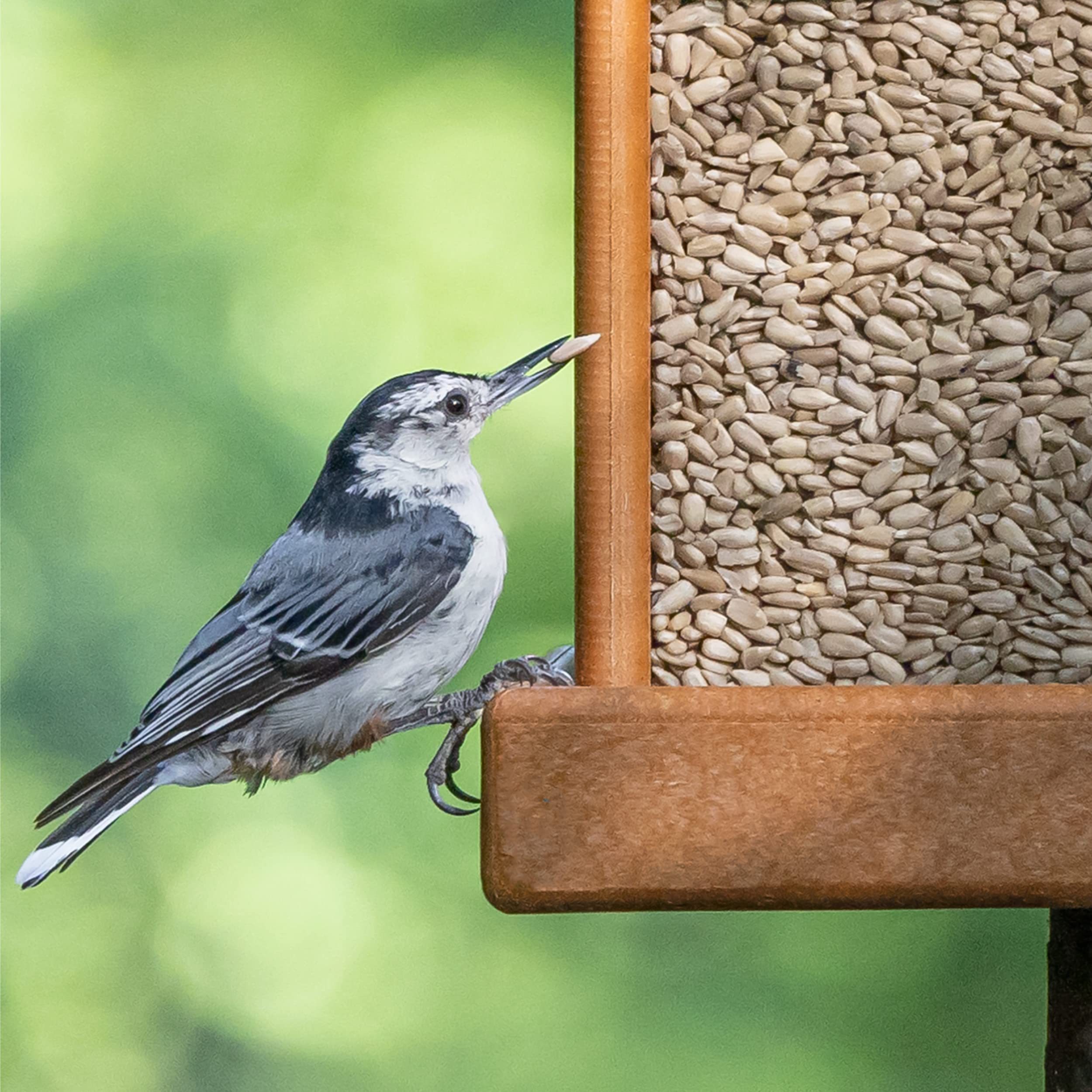 Morning Song Mangeoire tube ou plateforme compatibles, alimentation pratique toute l'année.