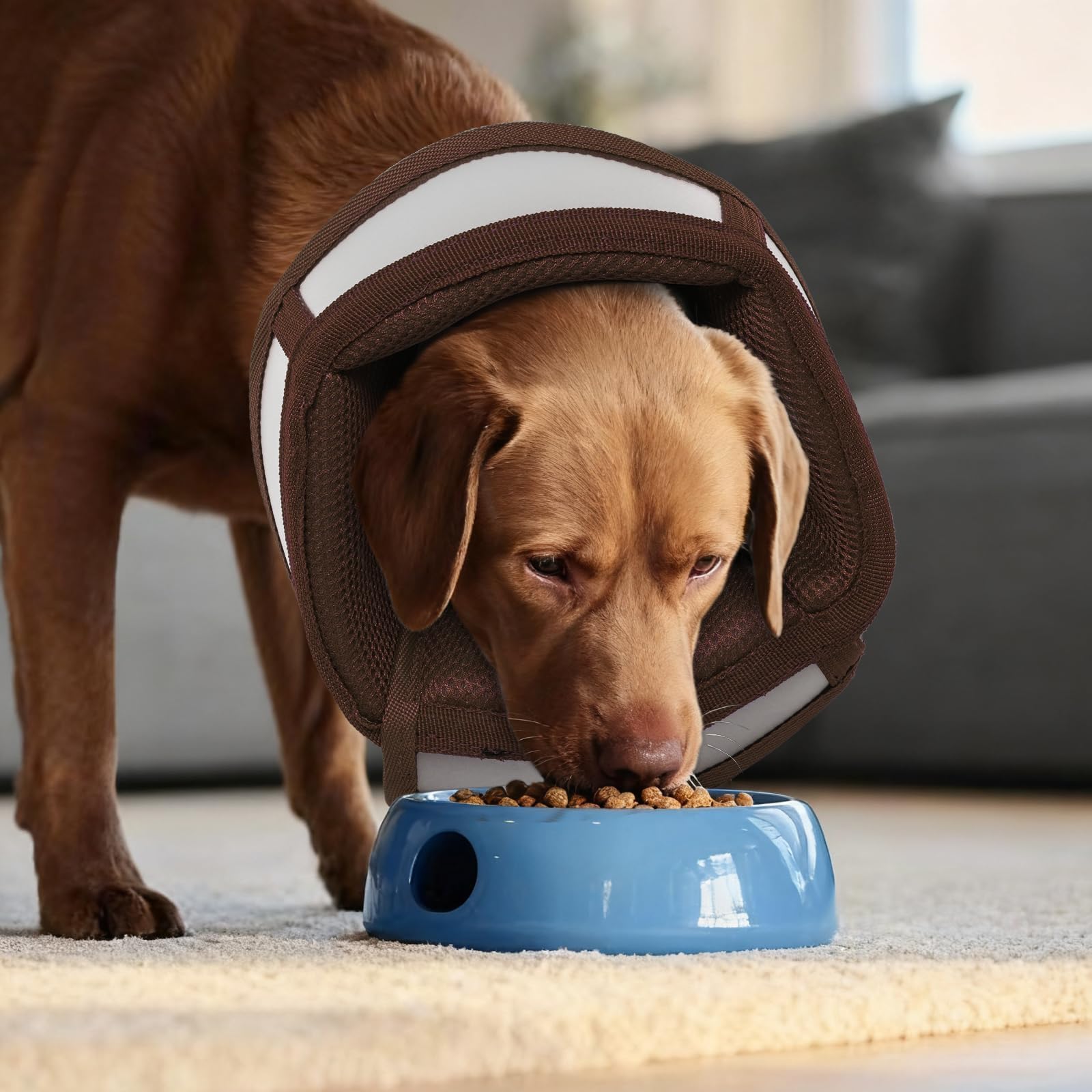 Utilisation post-chirurgie MORVIGIVE pour chien.