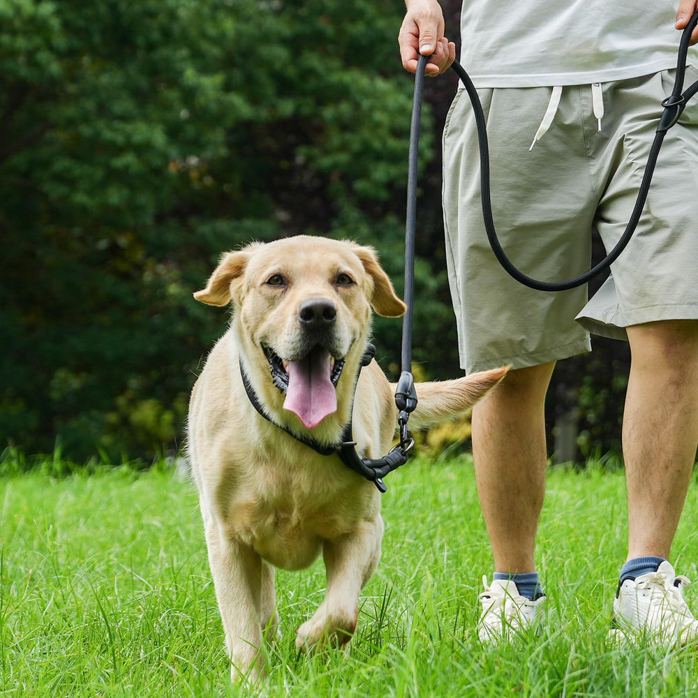 Morxil laisse-chien disponible en 6 couleurs: style et visibilité pendant les sorties.