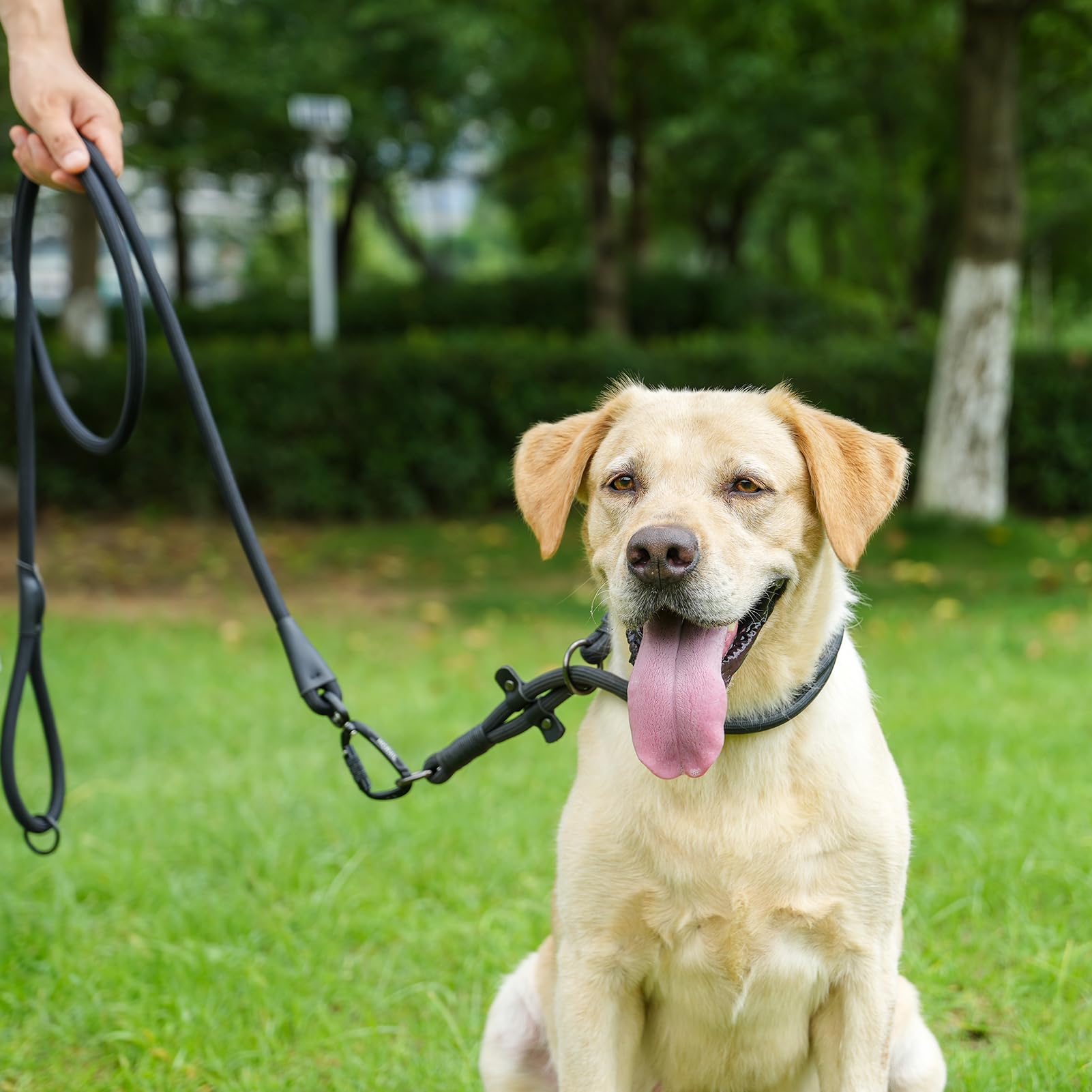 Morxil laisse-chien idéale pour marche et randonnée: polyvalence au quotidien.
