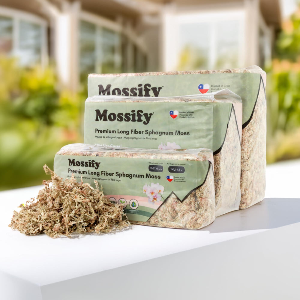 Mossify Sphagnum Deco Terra Mousse, couverture mousse pour terrariums.