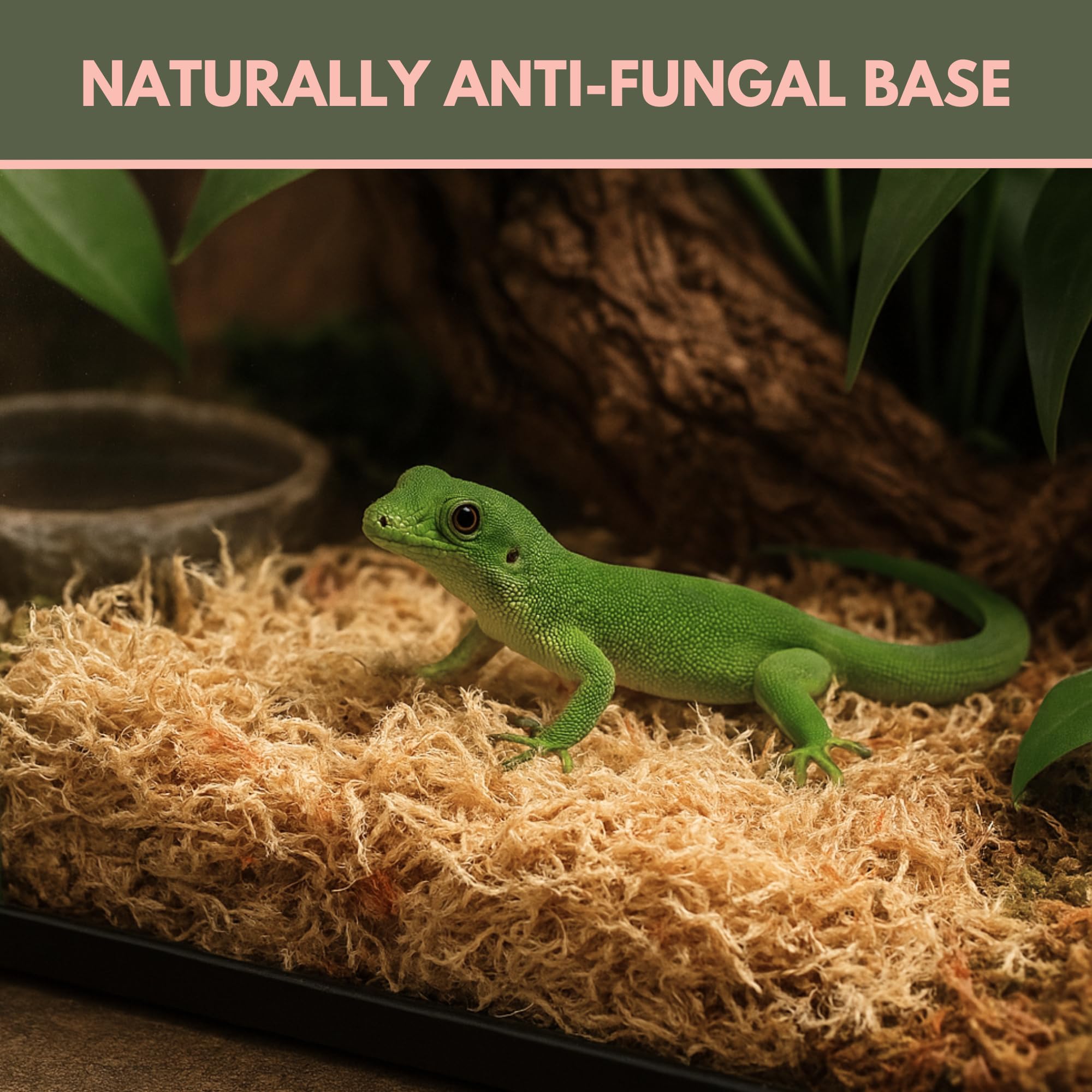 Mossify Sphagnum Litière Reptile, substrat doux pour cachettes et burrows.