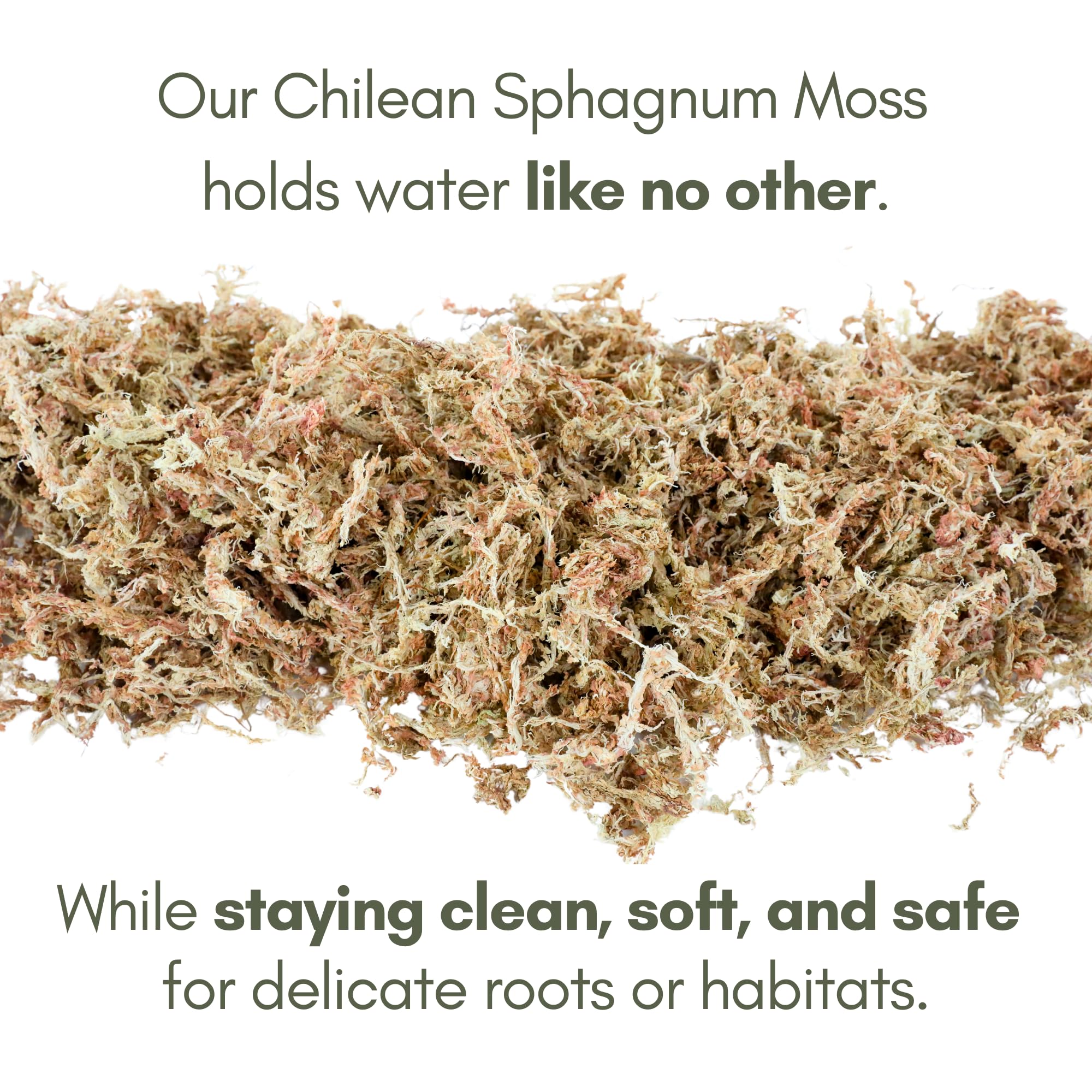 Mossify Sphagnum Long Fibre, meilleure rétention d'eau pour propagation et rempotage.
