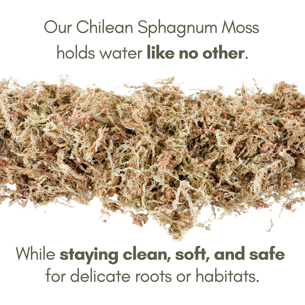 Mossify Sphagnum Long Fibre, meilleure rétention d'eau pour propagation et rempotage.
