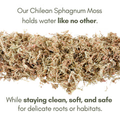 Mossify Sphagnum Long Fibre, meilleure rétention d'eau pour propagation et rempotage.