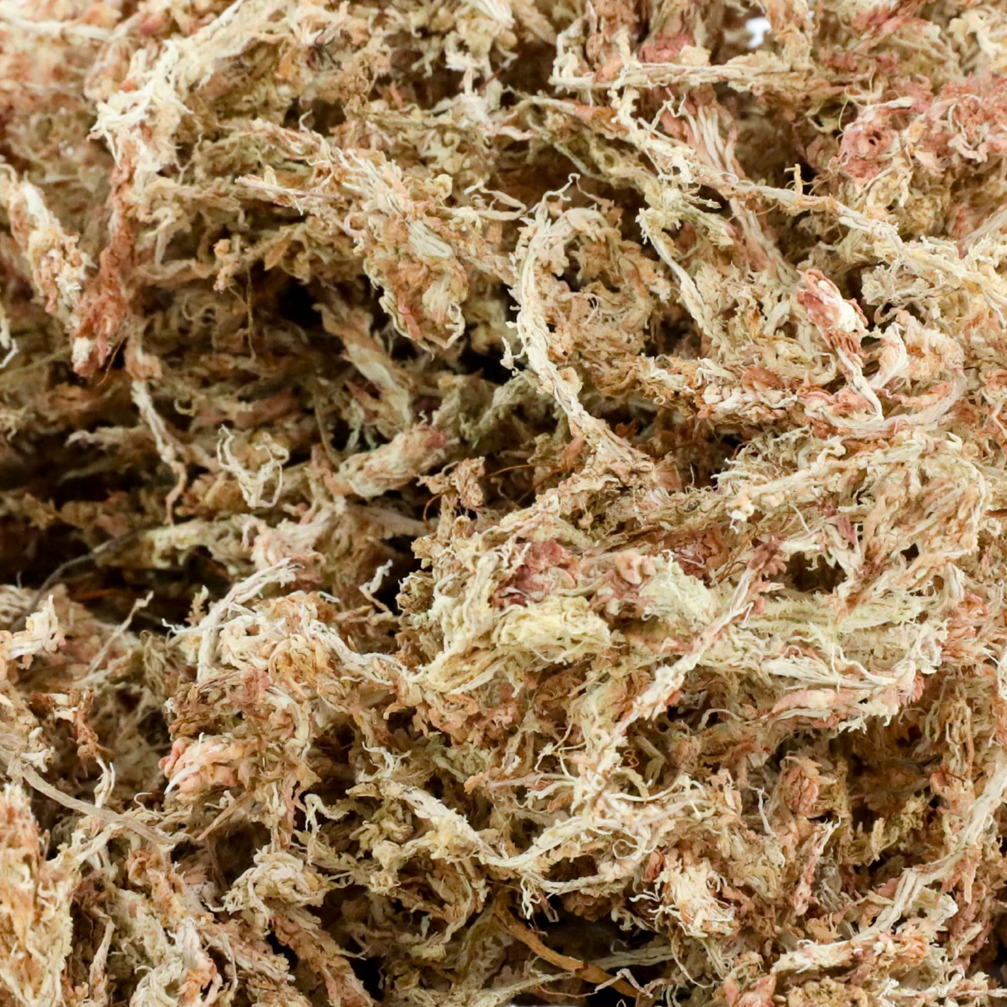 Mossify Sphagnum Propagation, idéal pour boutures et enracinement.