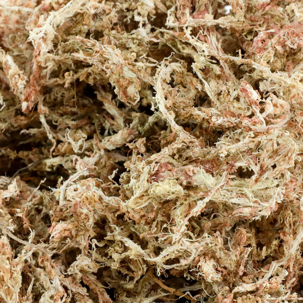 Mossify Sphagnum Propagation, idéal pour boutures et enracinement.