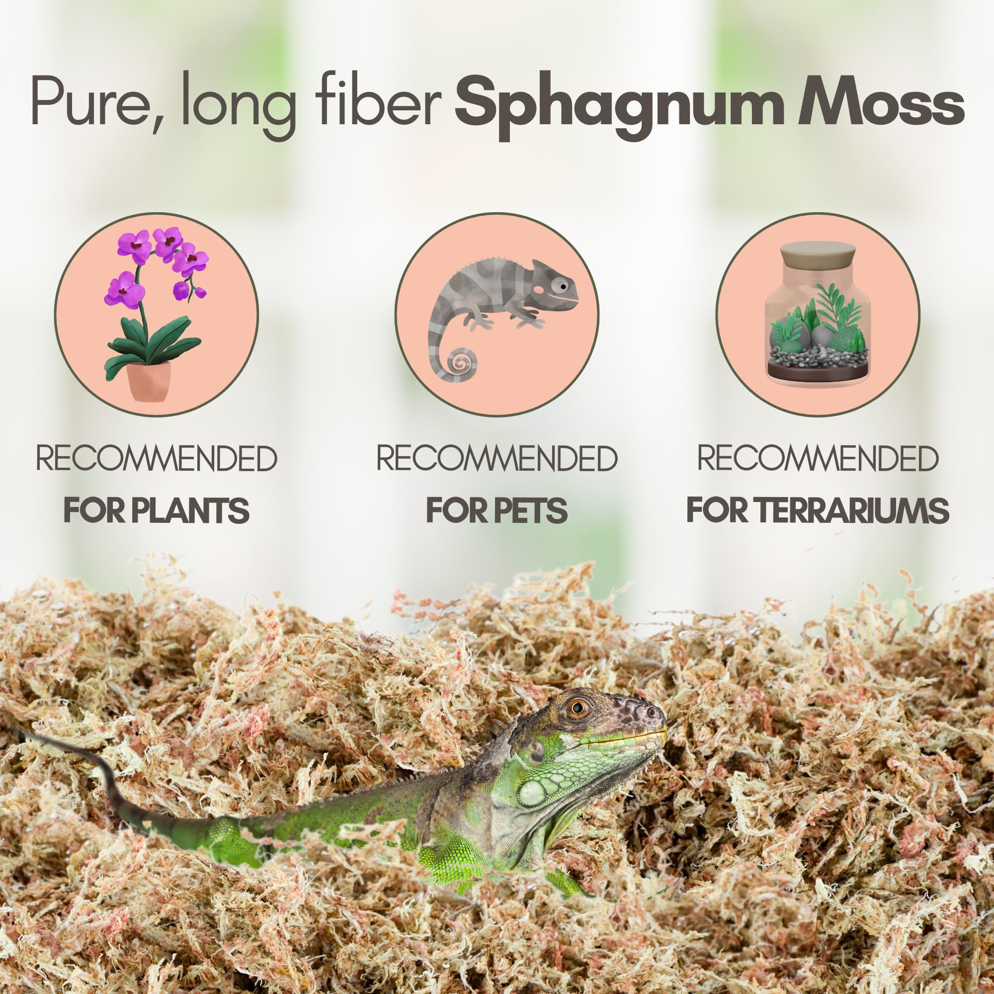 Mossify Sphagnum Terrarium, substrat naturel pour habitat de reptiles.