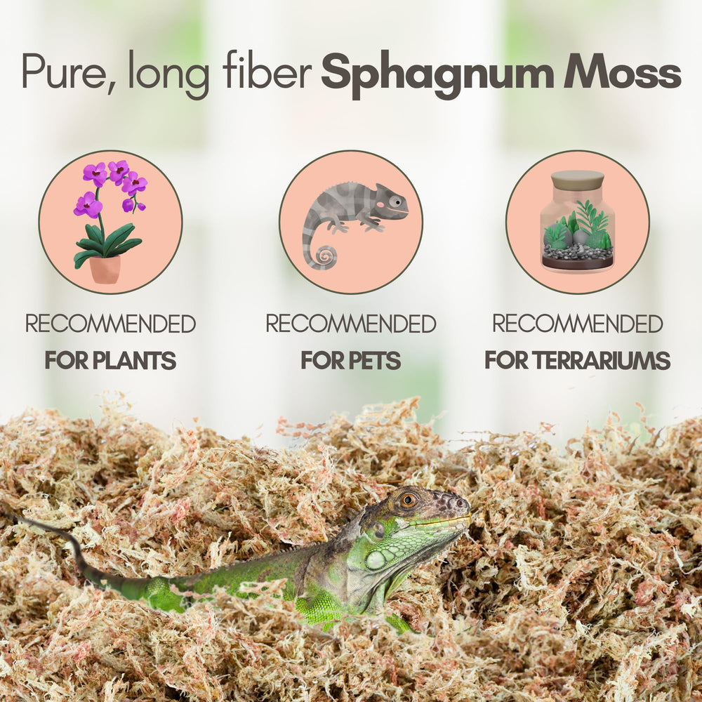 Mossify Sphagnum Terrarium, substrat naturel pour habitat de reptiles.