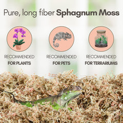 Mossify Sphagnum Terrarium, substrat naturel pour habitat de reptiles.