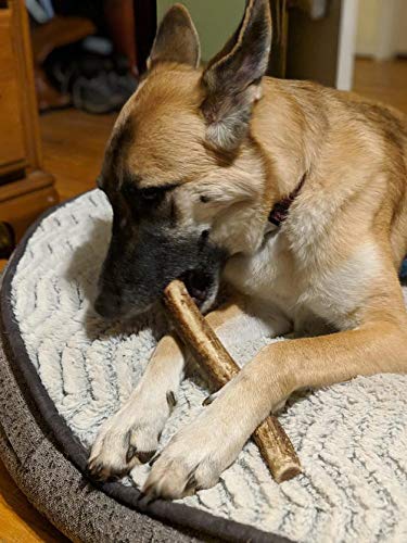 Fabriqué aux États-Unis, Mountain Dog Chews garantit qualité et durabilité