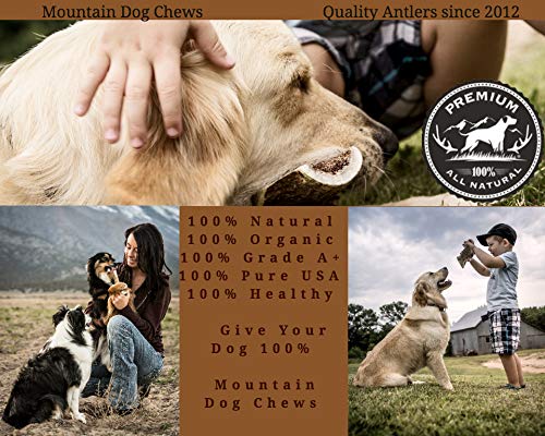 Mountain Dog Chews ramures naturelles grade-a sans additifs