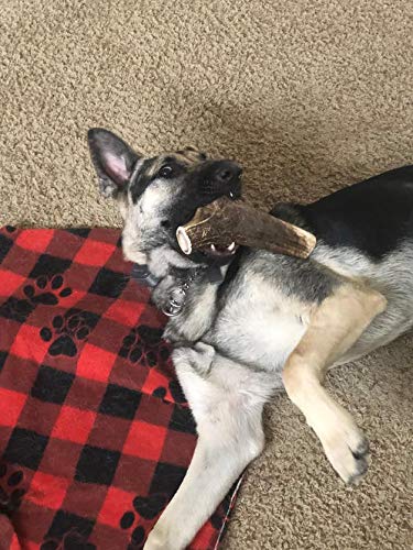 Mountain Dog Chews ramures naturelles sans additifs pour chien