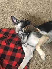 Mountain Dog Chews ramures naturelles sans additifs pour chien