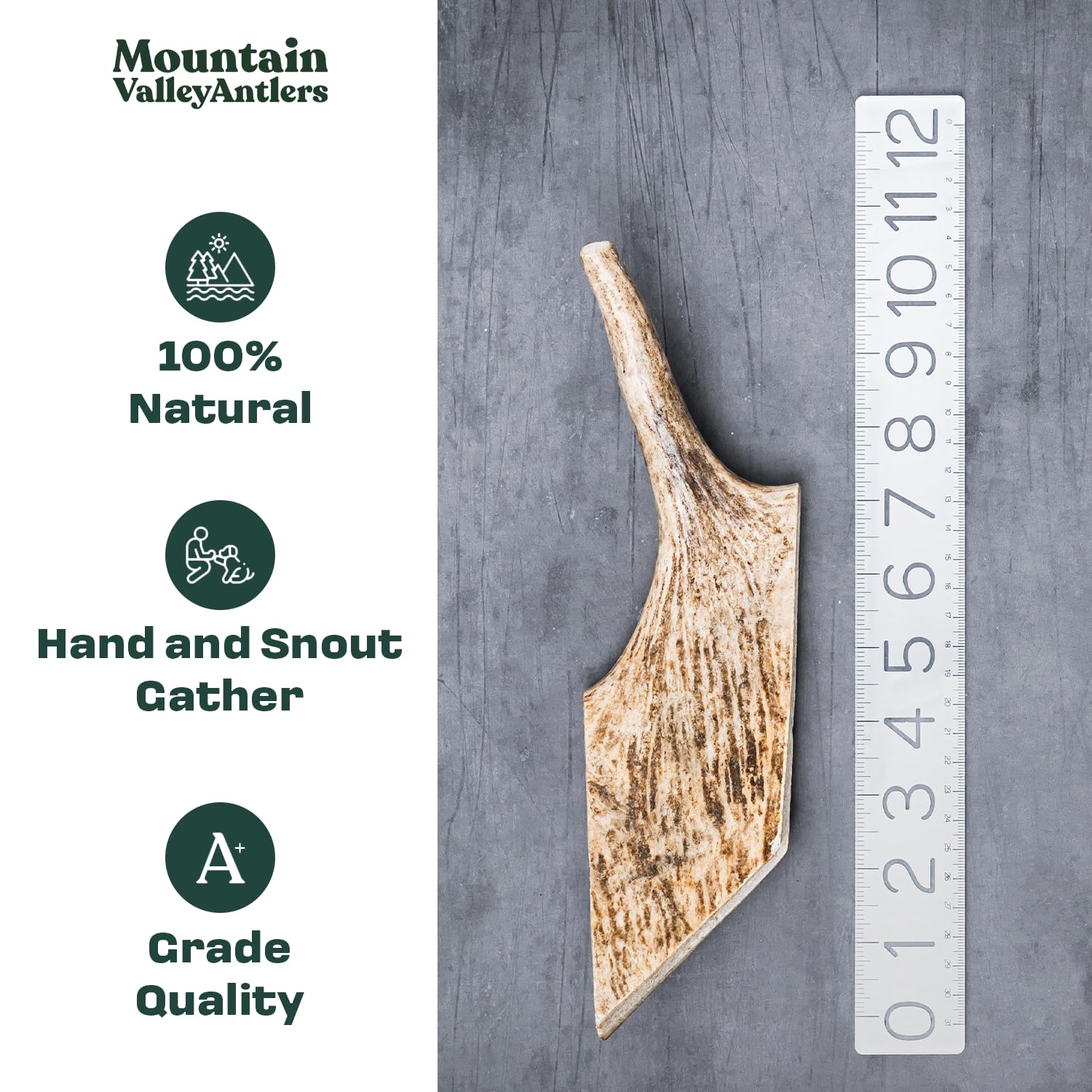 Mountain Valley Antlers – os d'élan naturel sans odeur pour usage intérieur et extérieur.