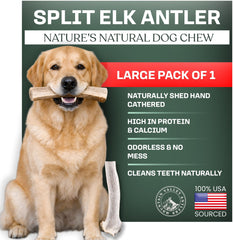 Mountain Valley ramures elan pour chiens – mastication durable et longue durée
