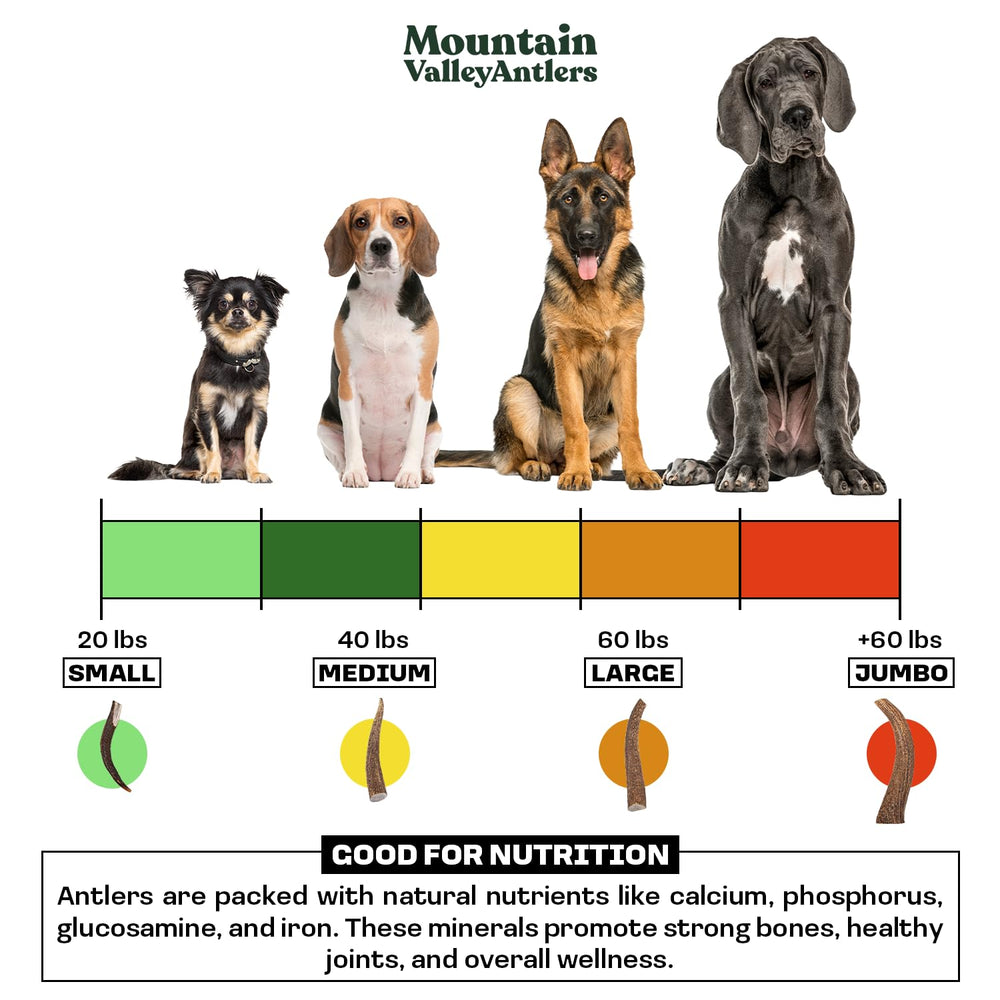 Mountain Valley ramures elan pour chiens – usage intérieur et extérieur pratique