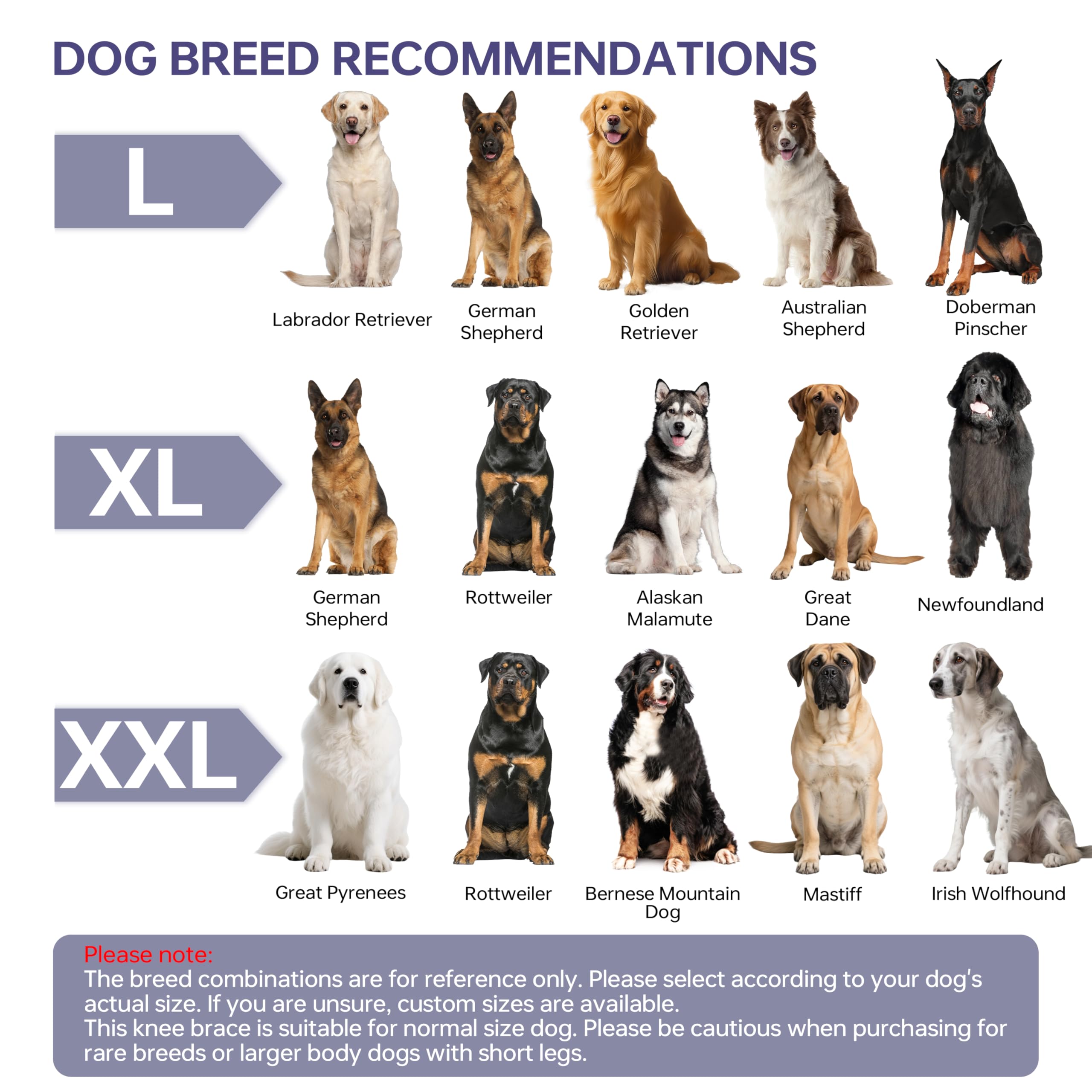 Moysoon Attelle Genou-Chien: guide de mesure et mise en place faciles.