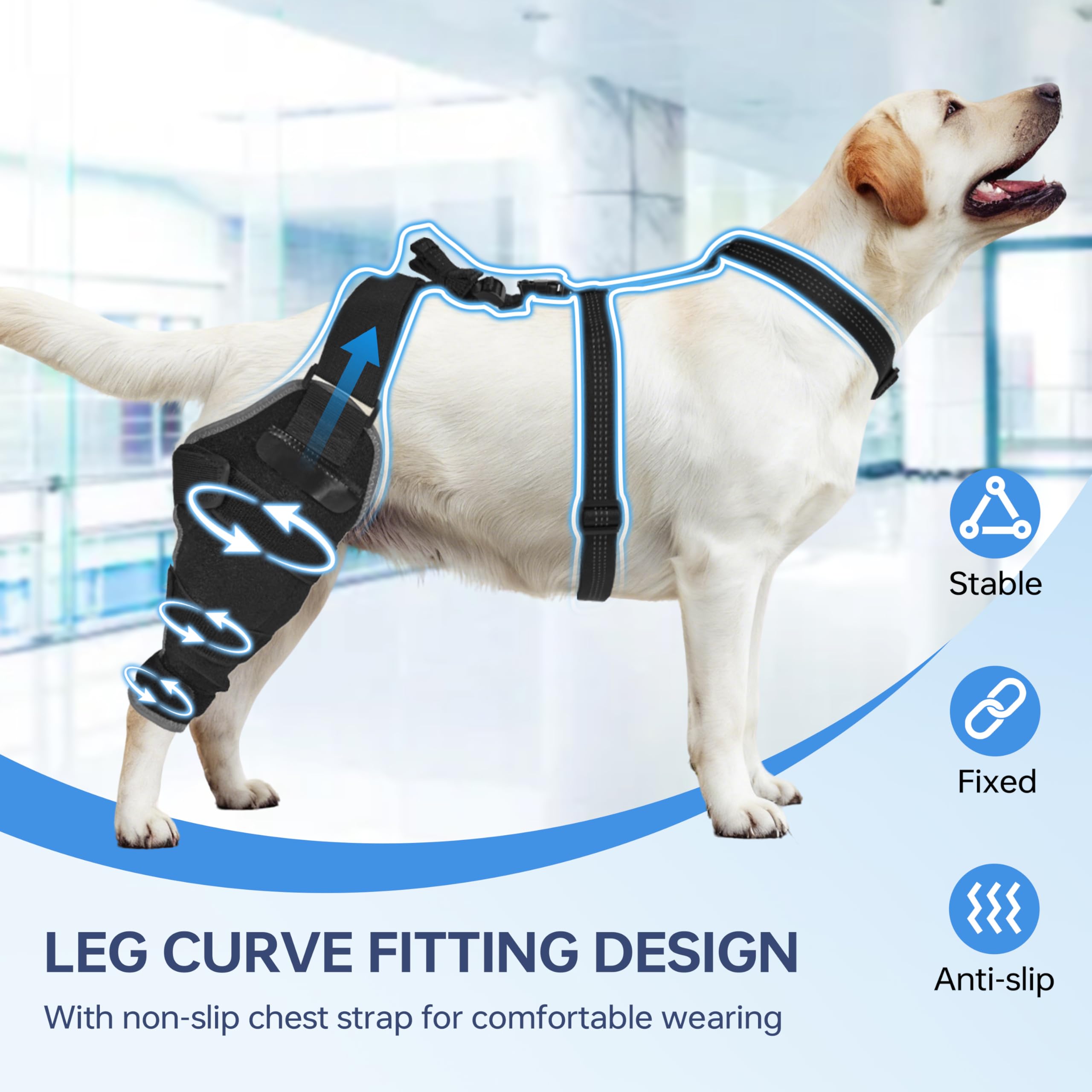 Guide de taille pour mesurer la circonférence de patte