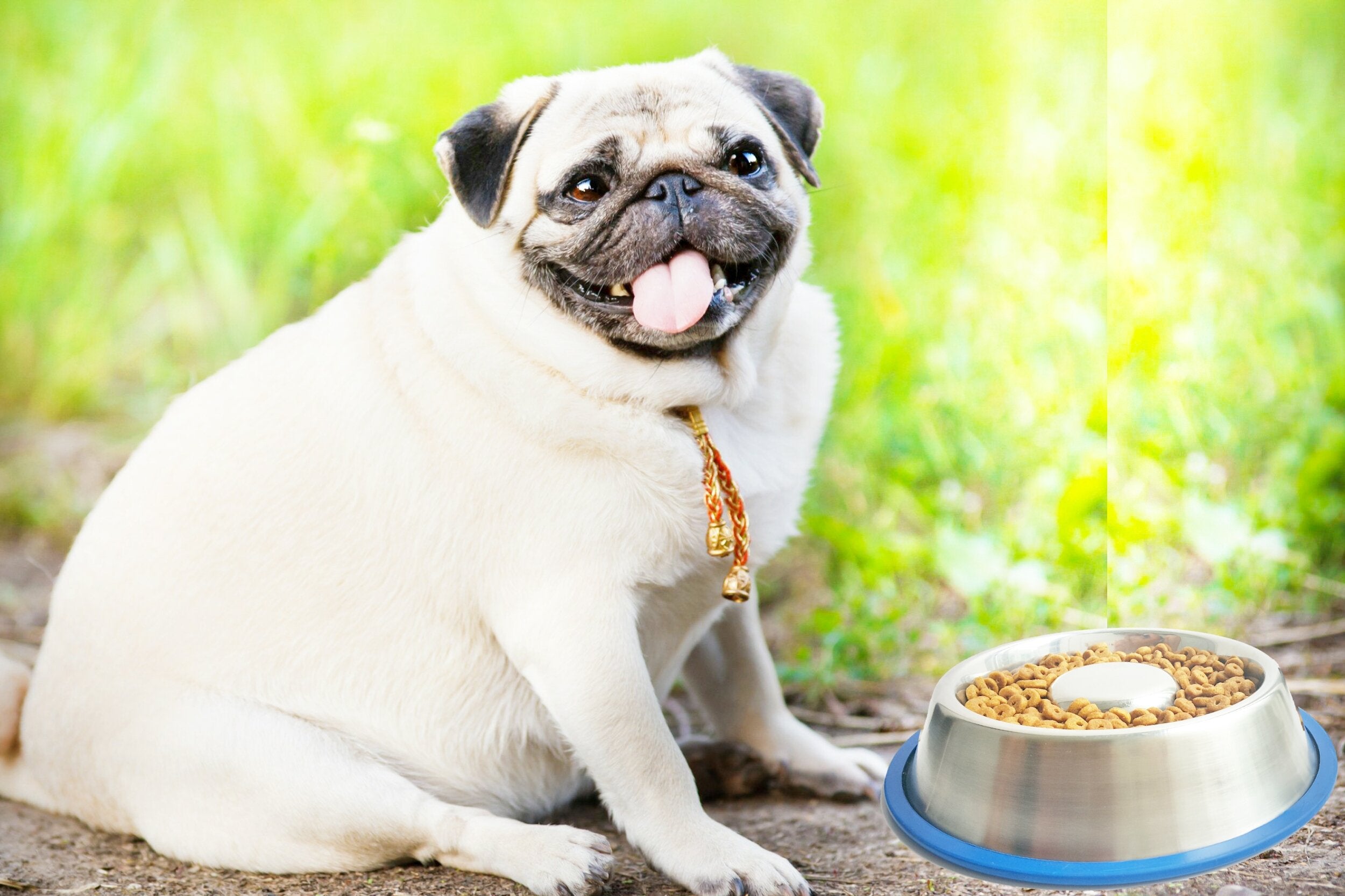 Disponible en trois tailles pour s'adapter à votre chien