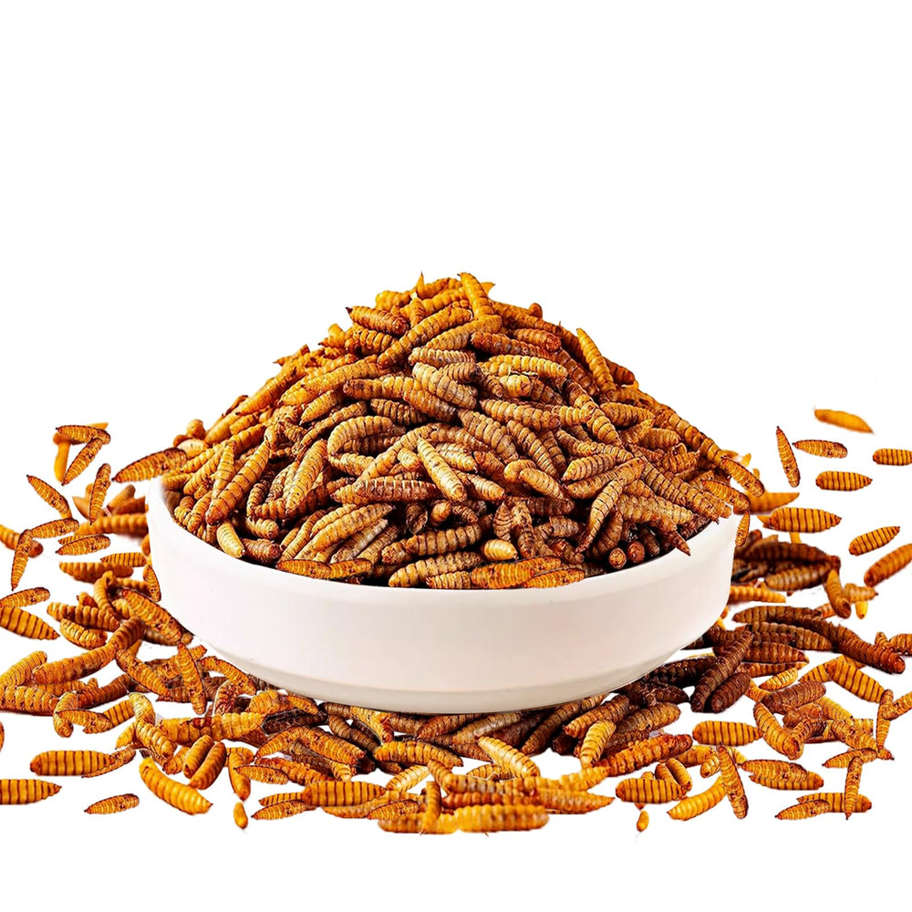 MTART protéines élevées, larves noires sèches, idéales pour soutenir les volailles.