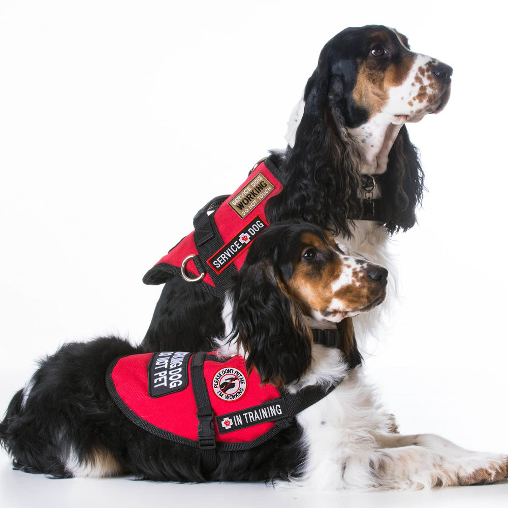 MTLEE patch chien d’assistance sur harnais et veste, polyvalent pour le dressage et le travail.