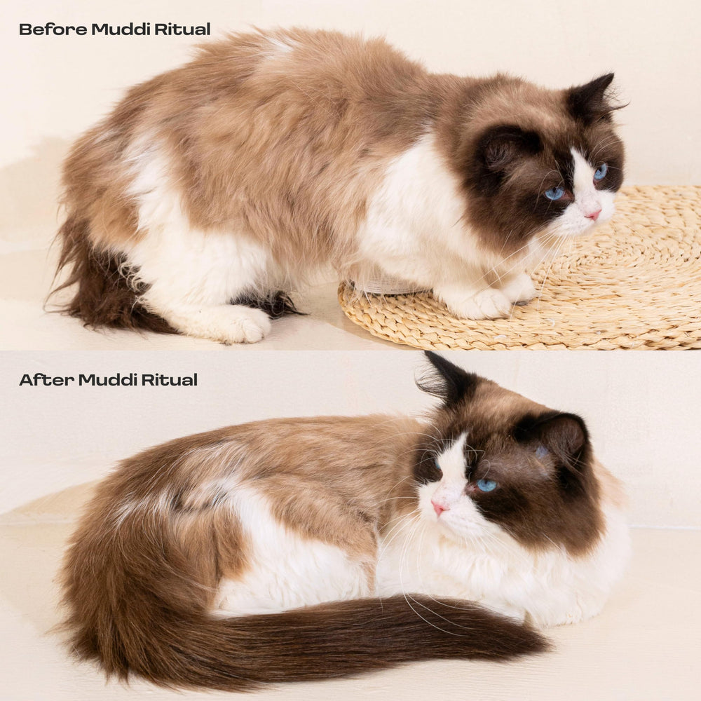 Muddi Pet Routine soin entre bains, pratique et faible stress.