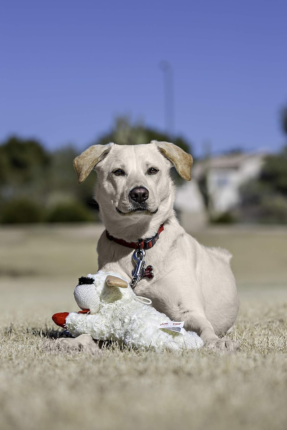 Texture peluche douce sur Lamb Chop pour chien.