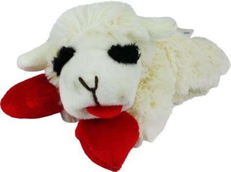 Compagnon câlin et divertissant après une promenade avec Lamb Chop.