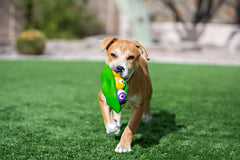 Chien joue : trois sifflets distincts dans chaque pois pour varier le bruit.