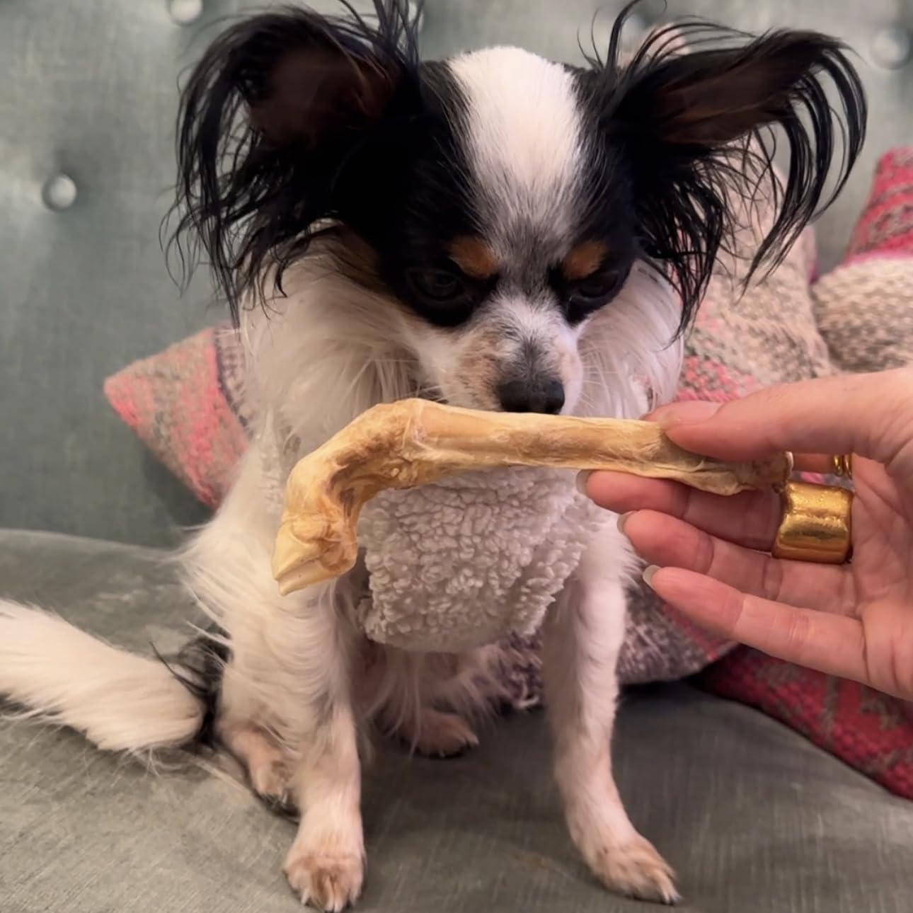 Munchbird Lamb Trotter – sans rawhide, alternative sûre pour chiens sensibles