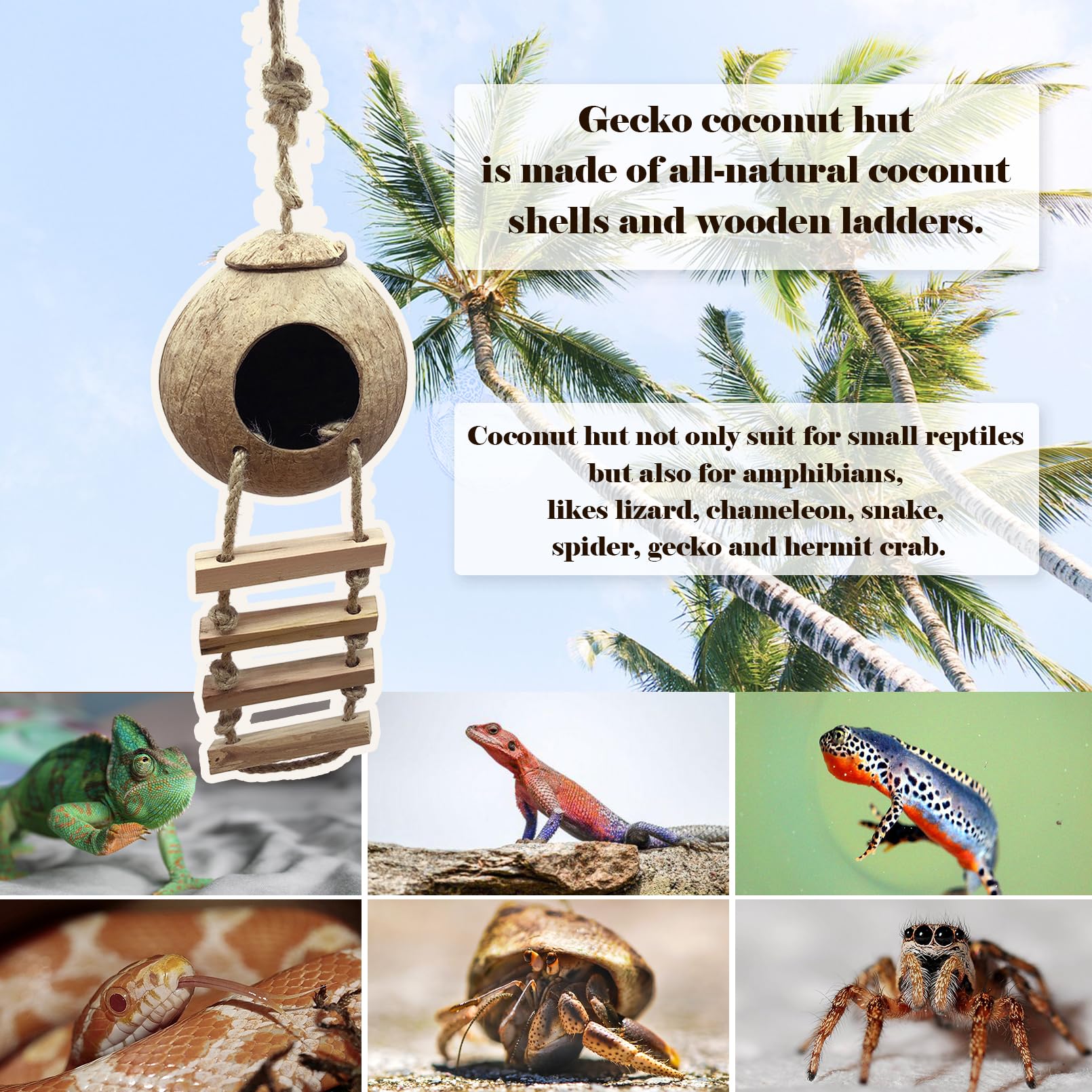 MUYG Gecko Crête escabeau bois: support robuste pour l’exploration verticale.