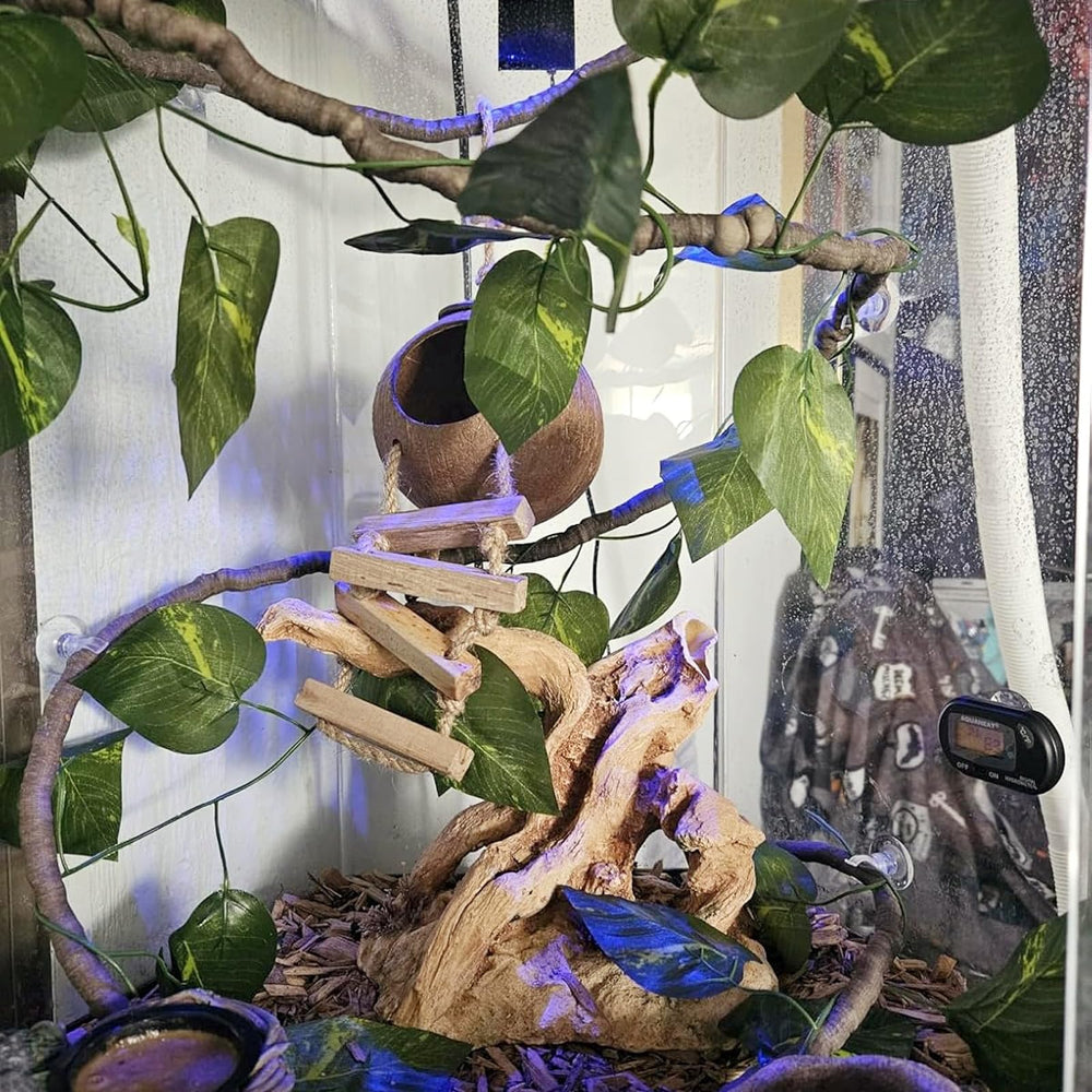 MUYG Gecko Crête feuillage vert: ambiance naturelle et cachettes multiples.