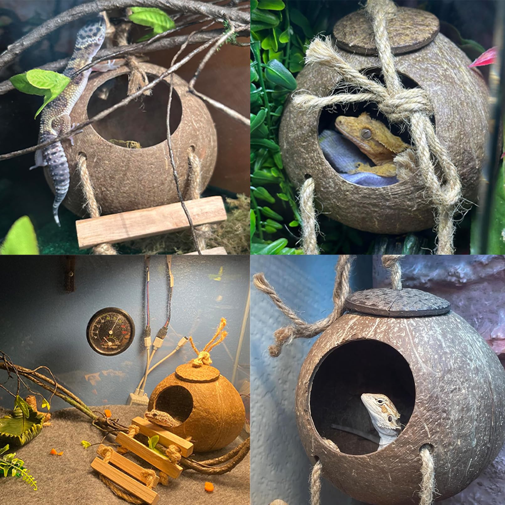 MUYG Gecko Crête habitat intérieur extérieur: réfuge résistant et adaptable.