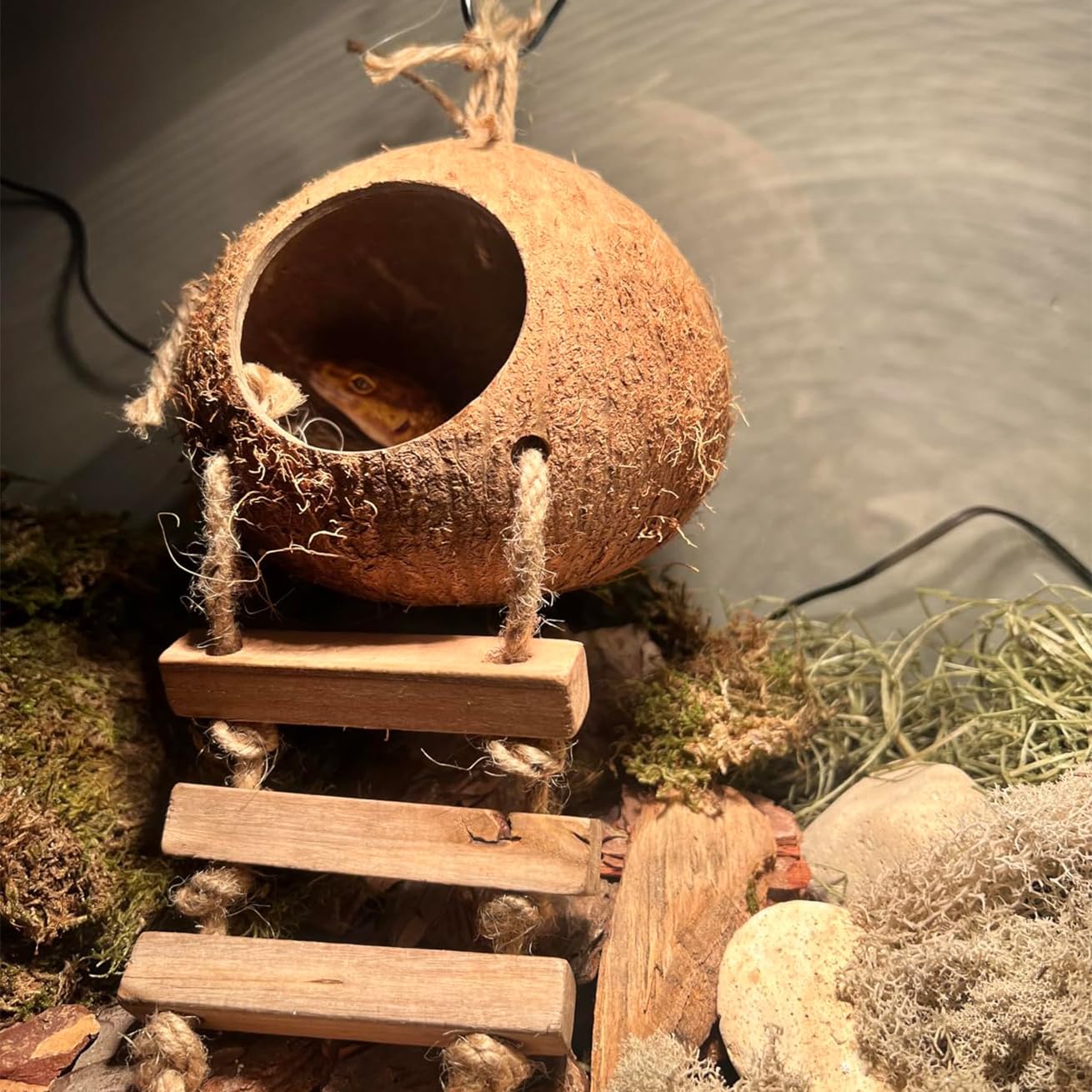MUYG habitat reptile coquille nature, abri polyvalent dans le terrarium.