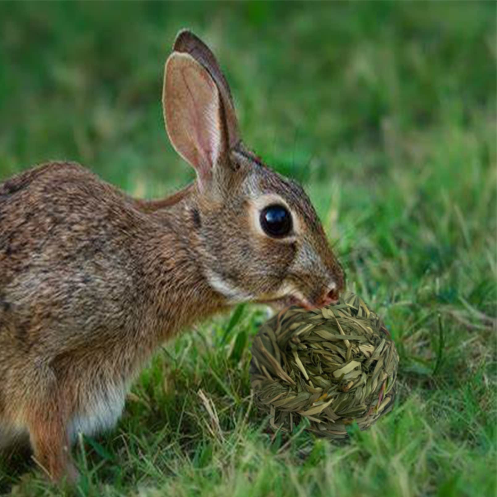 MUYG boule d’herbe Timothy: divertissement durable en cage.