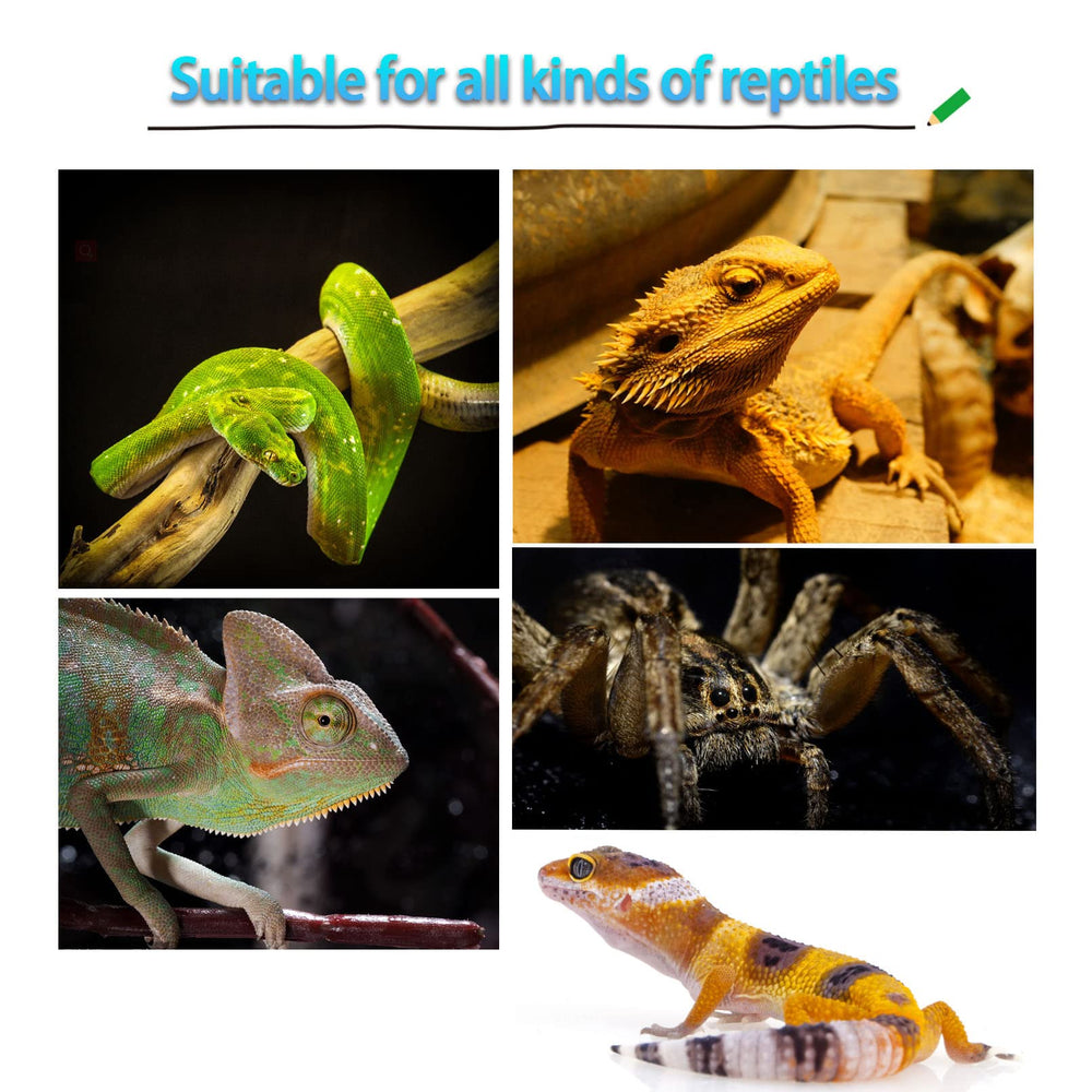 MUYG Ensemble accessoires terre reptile, kit complet pour habitat varié.