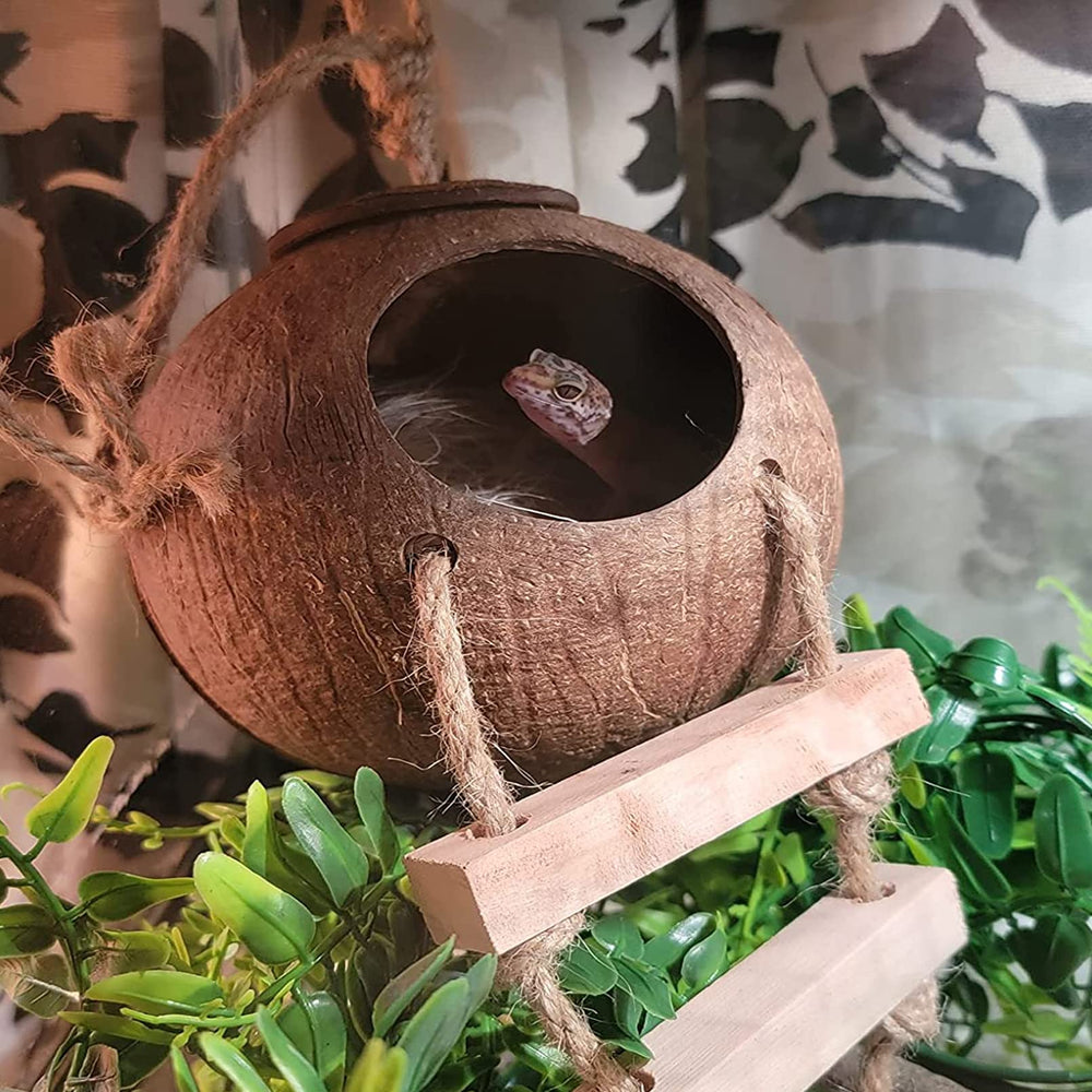 MUYG Plante suspendue gecko coco, décor vivant et zone de jeu.