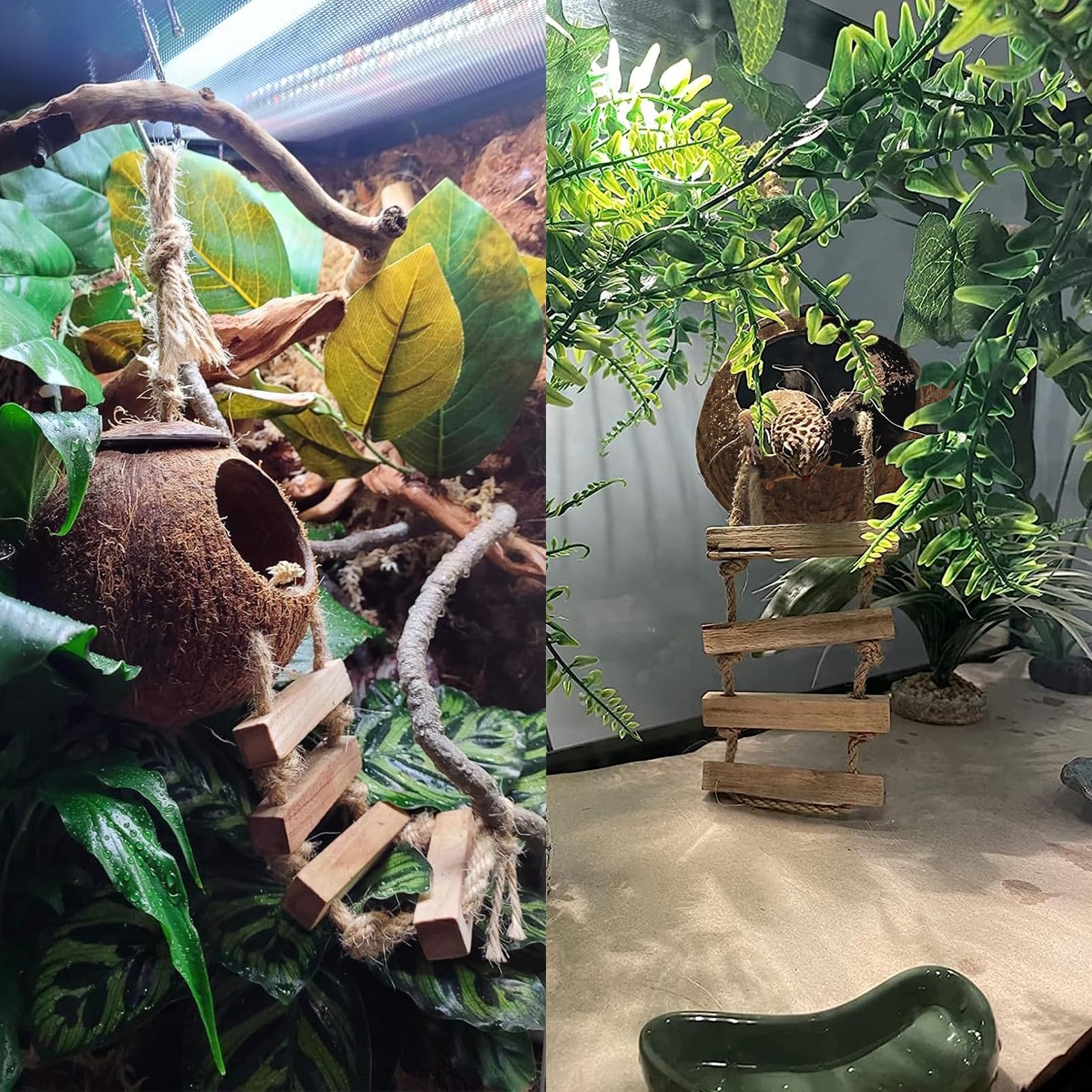 MUYG plantes décoratives terrarium, ambiance naturelle et équilibrée.