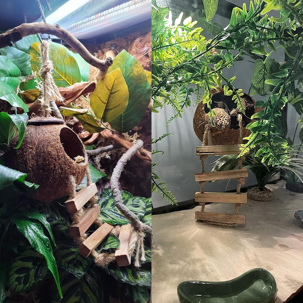 MUYG plantes décoratives terrarium, ambiance naturelle et équilibrée.