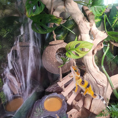 MUYG Refuge gecko à crête noix de coco, cachette authentique et confort.
