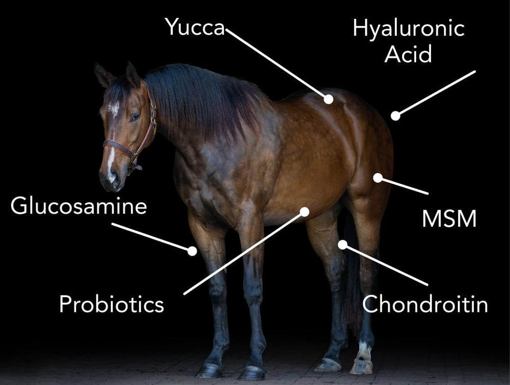 MVP Senior-Flex H/A ingrédients clés glucosamine et acide hyaluronique.