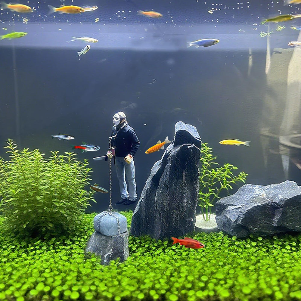 MWYZGmold point-central-aquarium devient le centre d'intérêt du bac.