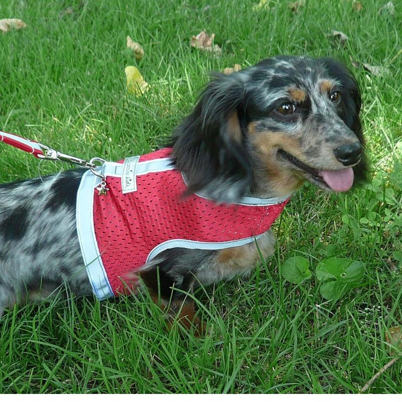 Qualité fiable My Canine Kids rassure les propriétaires exigeants.