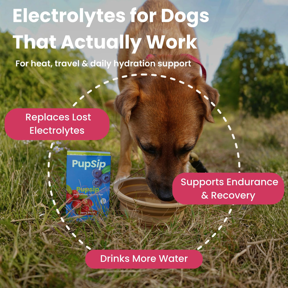 PupSip My Dog's Kitchen – chien boit de l'eau, hydratation simplifiée.