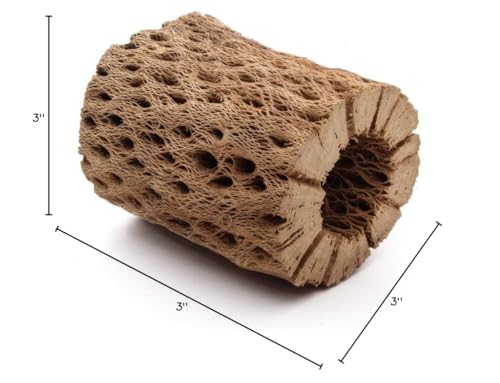 My Pet Patrol bois cholla ourson peluche prêt à couler après préparation adaptée.
