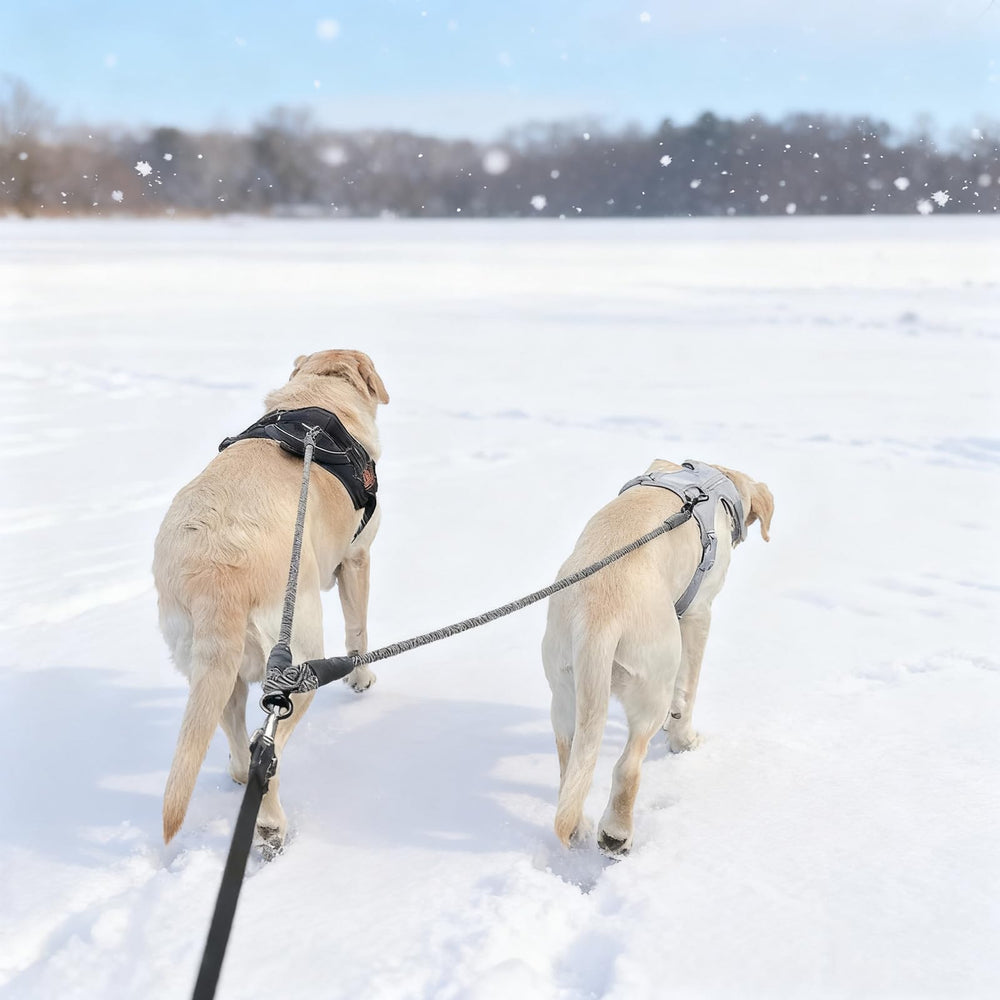 Mycicy coupleur double-chien robuste et durable.
