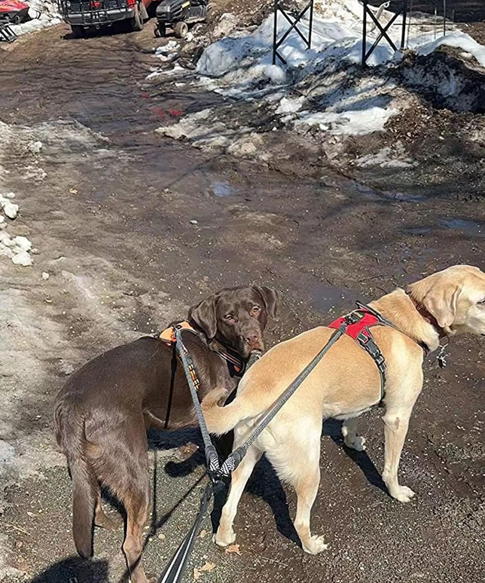 Mycicy coupleur double-chien sécurité et confort pour sorties quotidiennes.