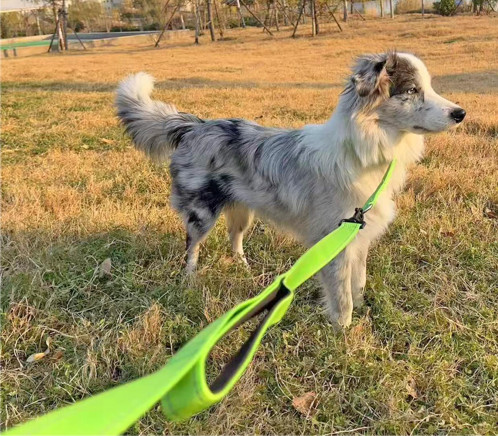 Mycicy promenade exterieure avec laisse turquoise permet de garder le chien proche